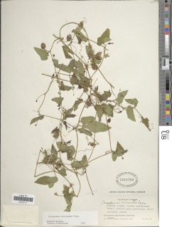 Cayaponia micrantha image