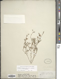 Githopsis pulchella var. pulchella image