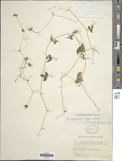 Echinopepon minimus image