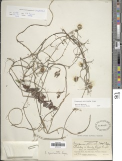 Cayaponia micrantha image
