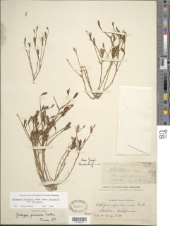 Githopsis pulchella image