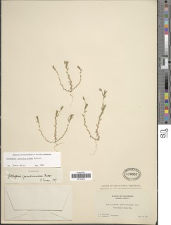 Githopsis specularioides image
