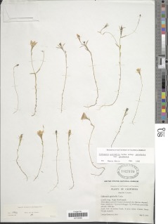 Githopsis pulchella image