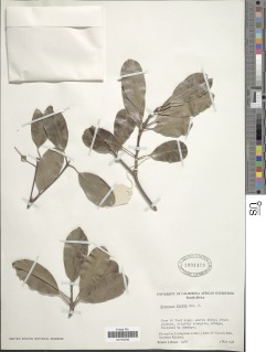 Image of Mimusops obtusifolia