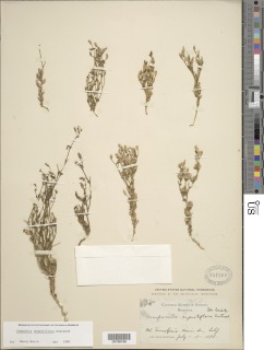 Image of Ravenella angustiflora
