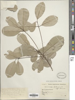 Autranella congolensis image