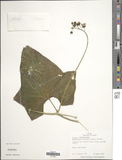 Elateriopsis oerstedii image