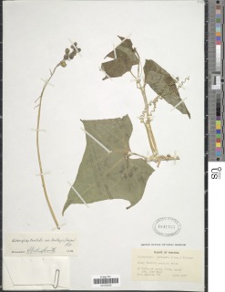 Image of Elateriopsis oerstedii