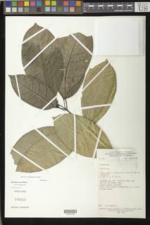 Psychotria calva image