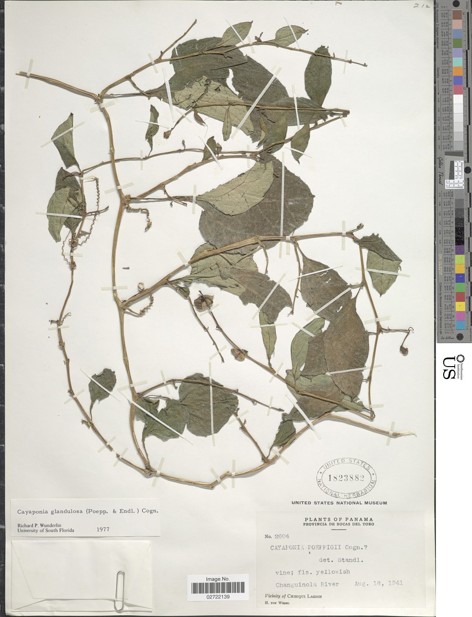 Cayaponia glandulosa image