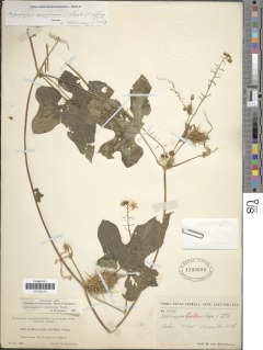 Echinopepon racemosus image