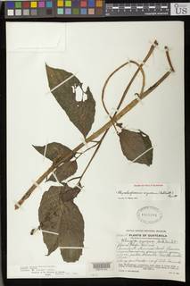 Image of Rhynchoglossum azureum