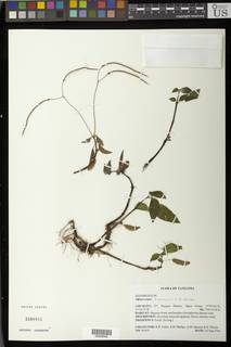 Image of Streptocarpus buchananii