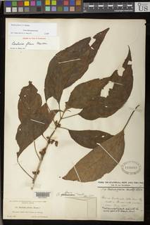 Image of Besleria flava