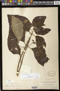 Besleria laxiflora image
