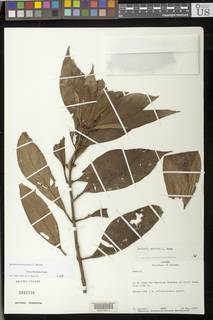 Besleria arborescens image