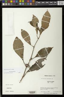Besleria arborescens image