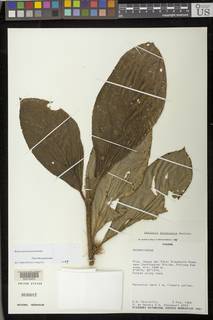 Besleria formicaria image