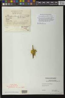 Sematophyllum pennellii image