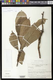 Besleria notabilis image