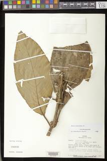 Besleria robusta image