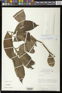 Besleria pauciflora image