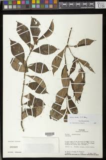 Image of Besleria rara