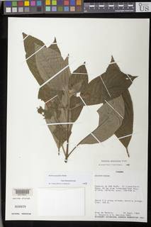 Besleria pauciflora image