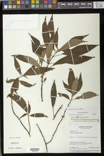 Image of Besleria obliqua