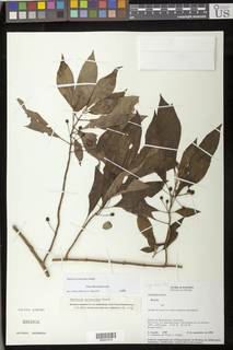 Besleria solanoides image
