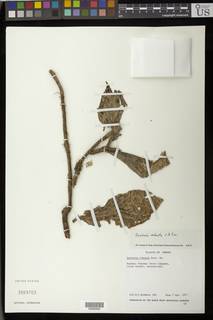 Besleria robusta image