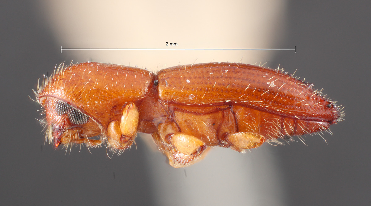 Coptoborus emarginatus image