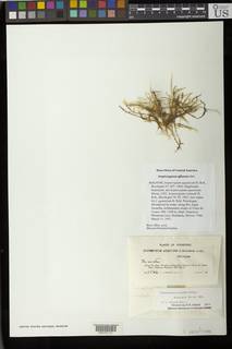 Image of Isopterygium aquaticum