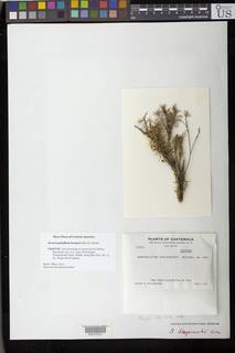 Image of Sematophyllum steyermarkii