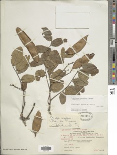 Image of Pericopsis angolensis