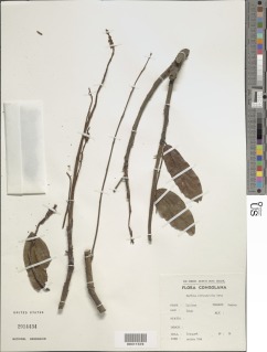 Amphimas pterocarpoides image