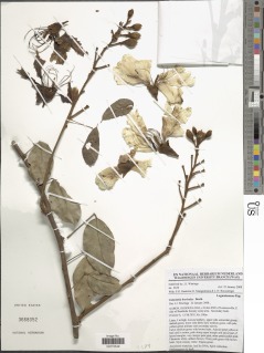 Camoensia brevicalyx image