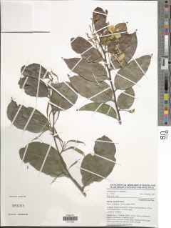 Baphia laurifolia image