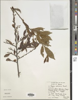 Image of Baphia pubescens