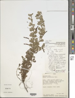 Cassia rotundifolia image