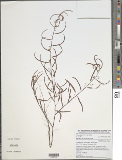 Image of Chamaecrista mimosoides