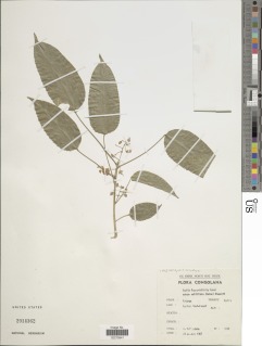 Image of Baphia capparidifolia