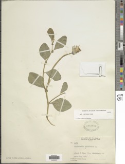 Image of Crotalaria verrucosa