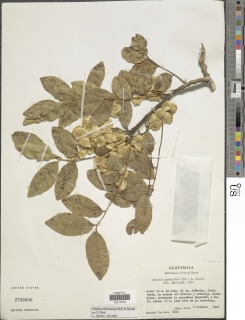 Image of Ateleia pterocarpa