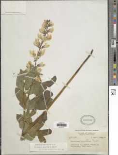 Thermopsis gracilis image