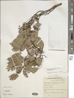 Pericopsis laxiflora image