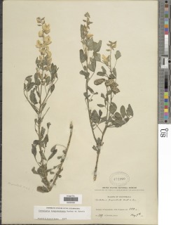 Crotalaria longirostrata image