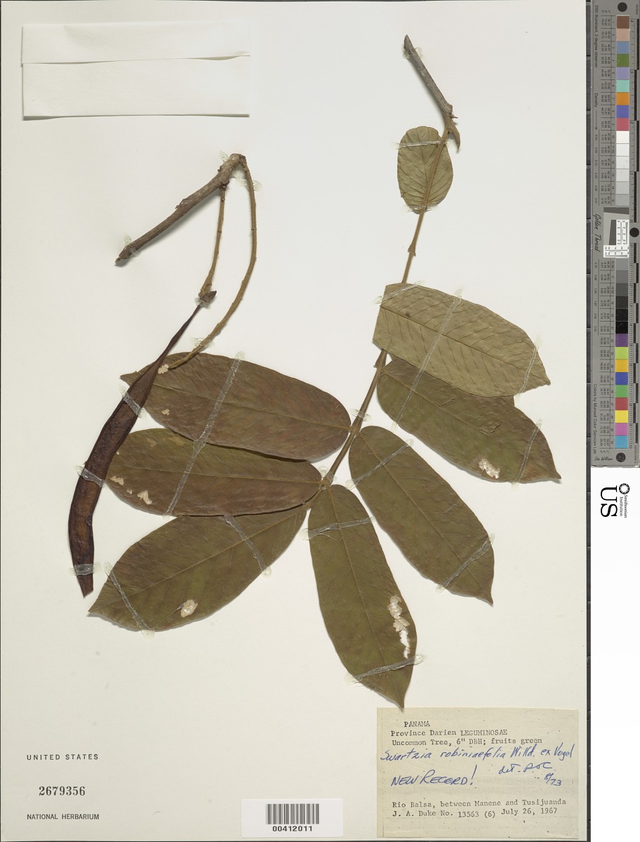 Swartzia robiniifolia image