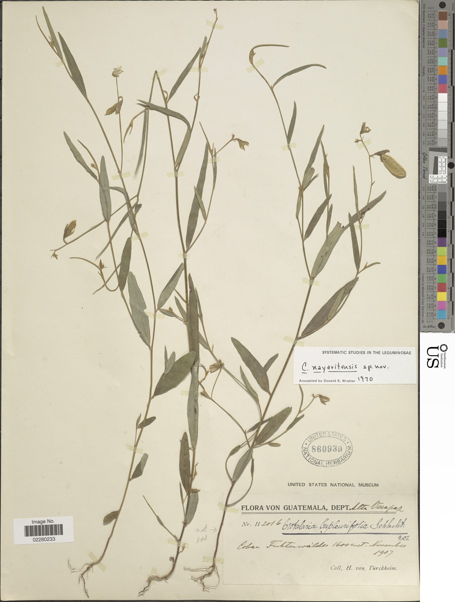 Crotalaria nayaritensis image