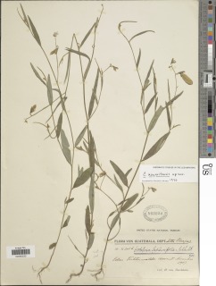 Image of Crotalaria nayaritensis